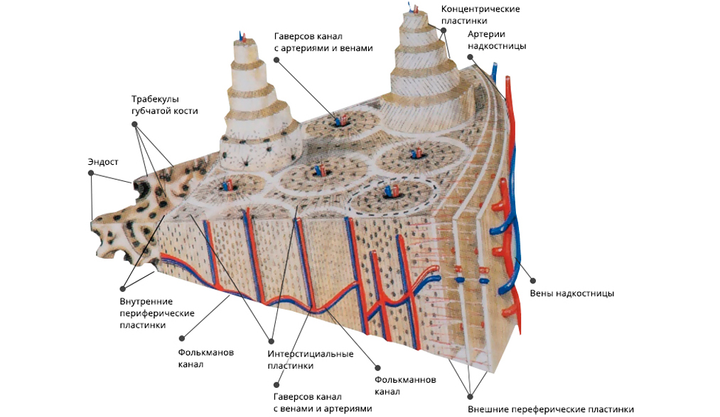 Остеон схема строения